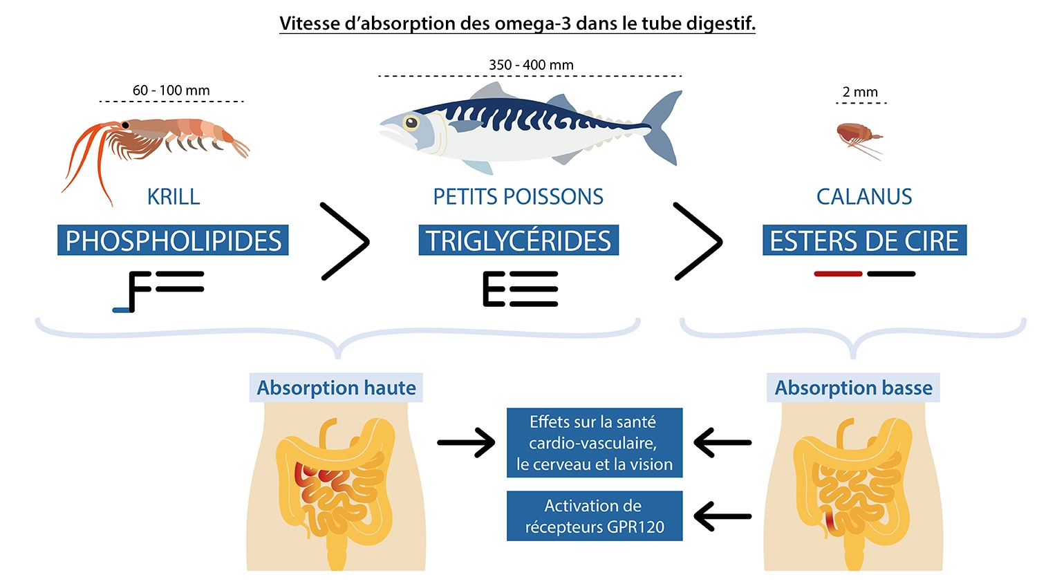 Vitesse d'absorption des omega-3 dans le tube digestif